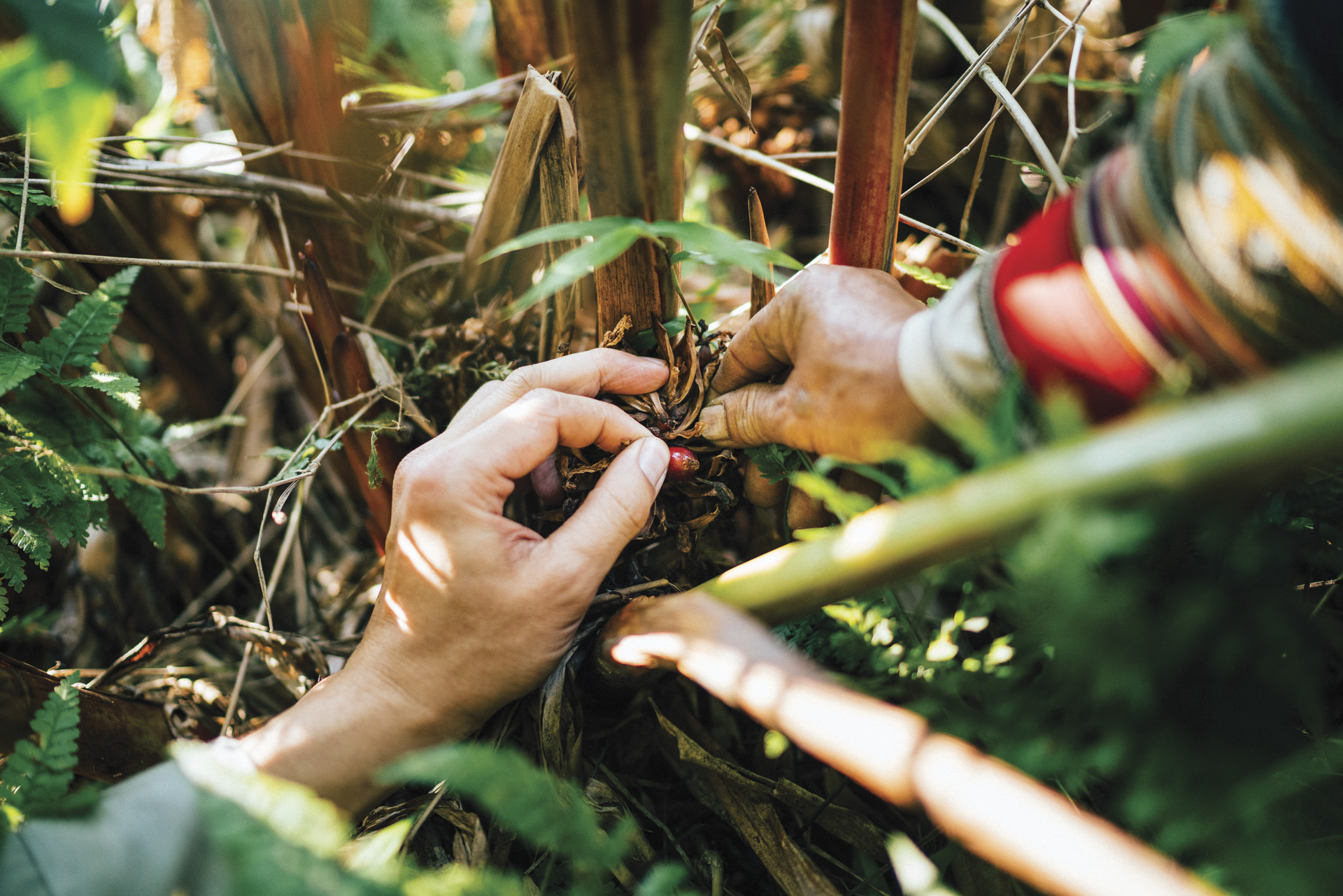 Hands harvesting berries for gin distillation at Song Cai distillery in Vietnam