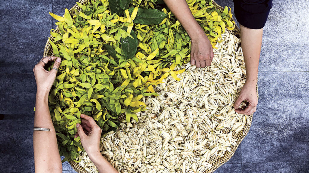 A large bin of raw ingredients used in distillation in a yin & yang pattern shot overhead with two sets of hands arranging the ingredients.
