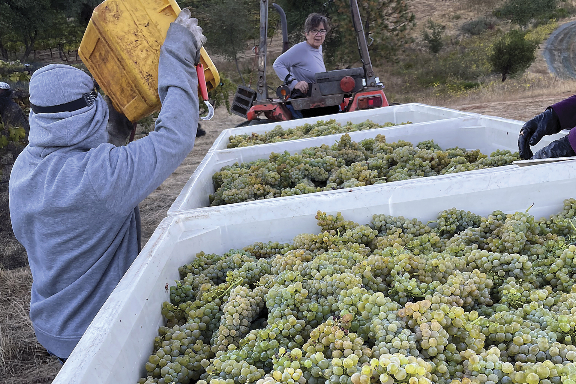 Ann Kraemer works a forklift around bins of harvested green grapes.