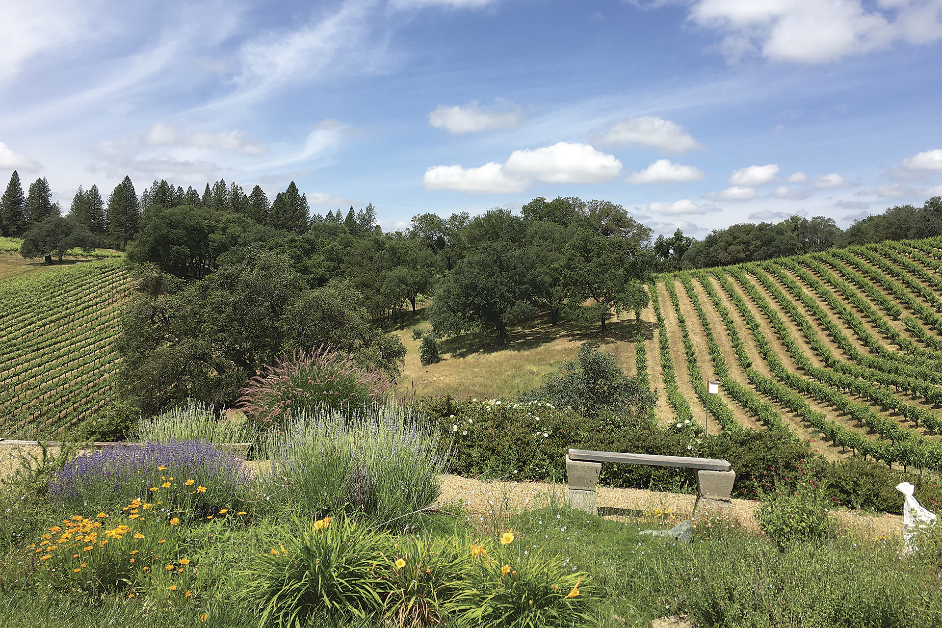 Landscape picture of vineyards, the Insectary and Barn at Shake Ridge Ranch