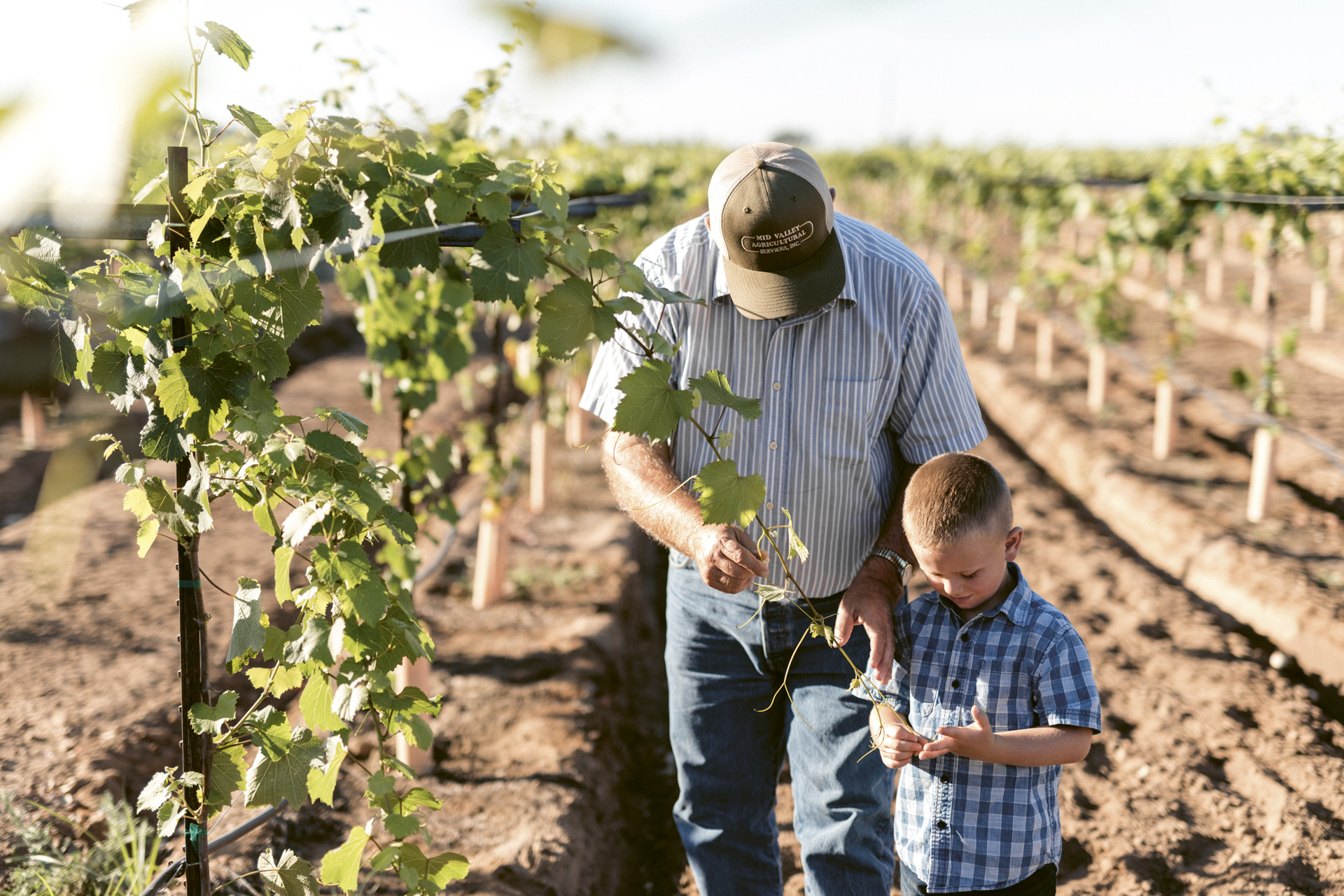 A vine grower and child in a Lodi, California vineyard