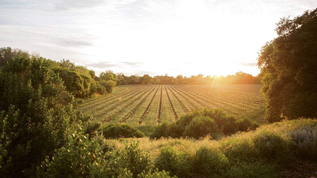 Panoramic photograph of The Bench Vineyard in Lodi, California
