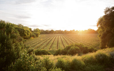 Rules of the Vine