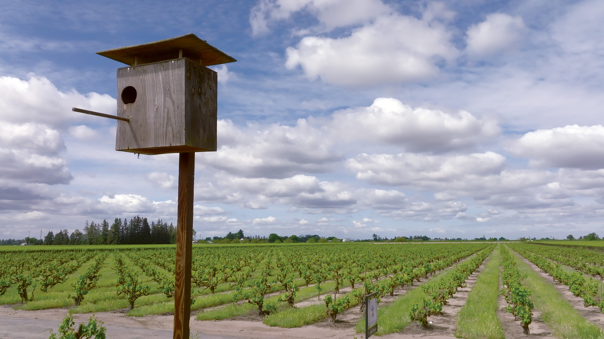 An owl box at Mohr-Fry Ranches in the foreground and a vineyard of old-vine Zinfandel in the background
