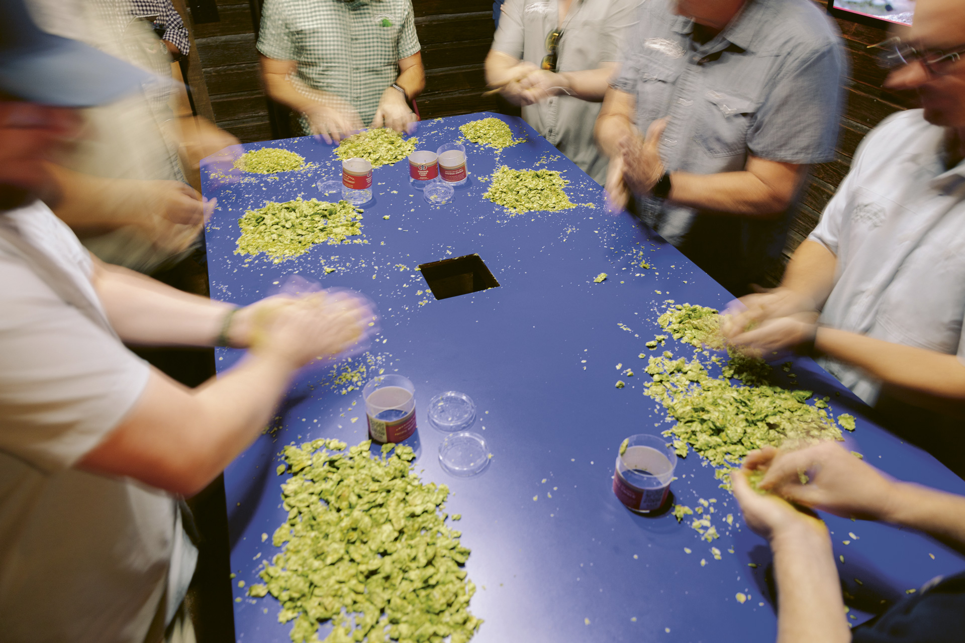 Samples of fresh hops on a table with hands touching them