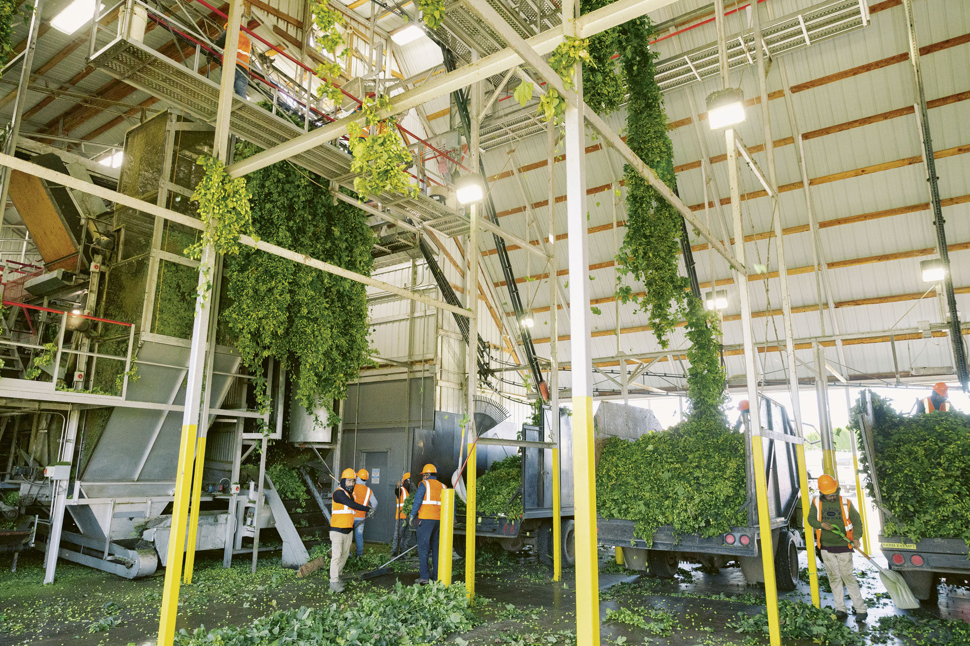 Inside a warehouse with large fresh hop bines hanging from the ceiling and beginning to be dried for processing