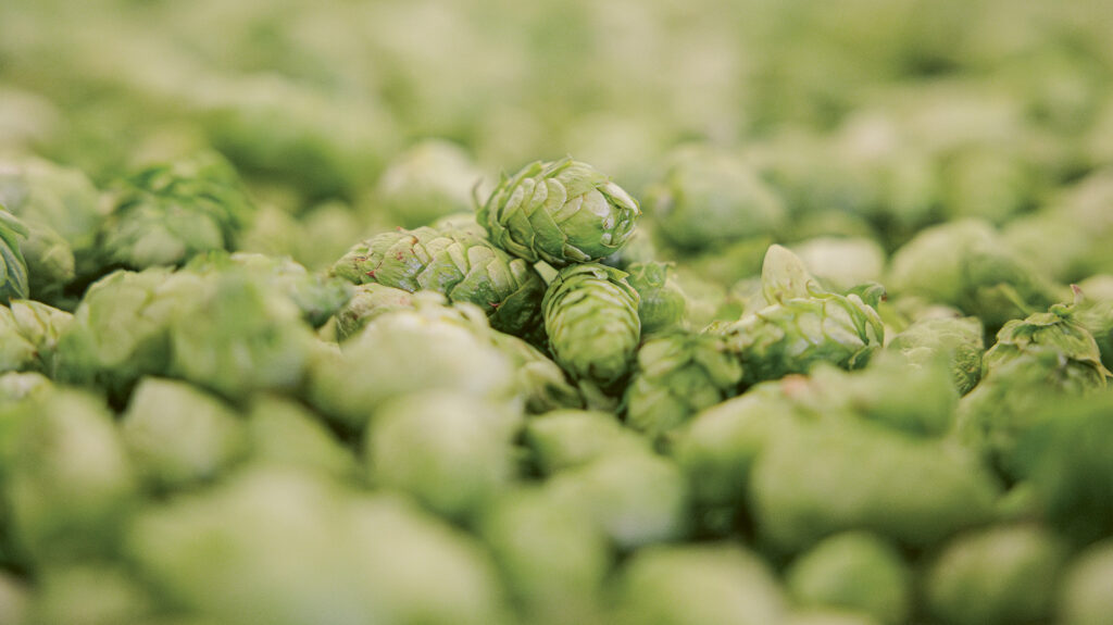 A closeup of fresh hop cones