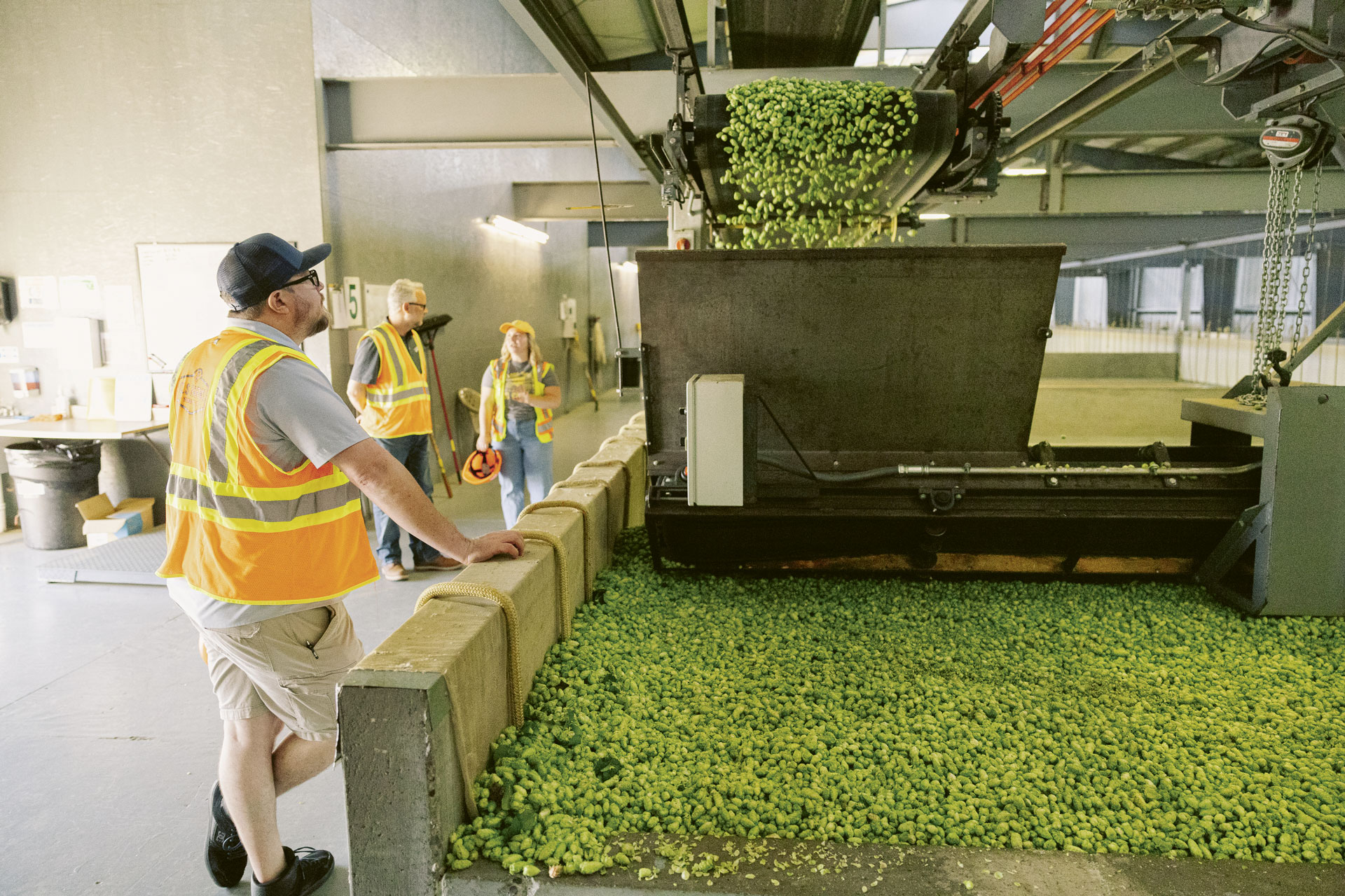 Fresh hop cones being processed through a sorter and onto a conveyor belt