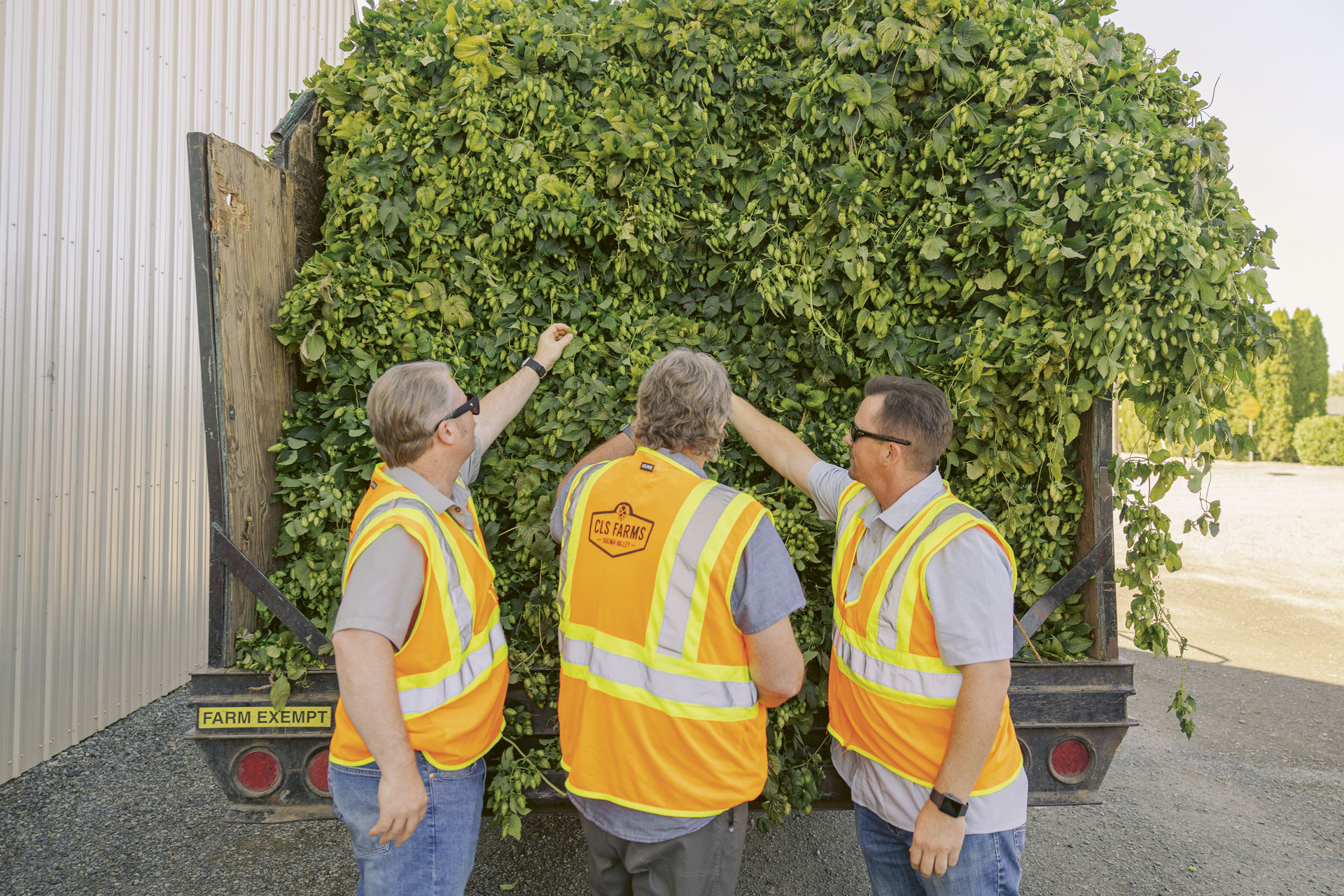 Three men in safety vests touch fresh hop harvest plants from the back of a hauling truck