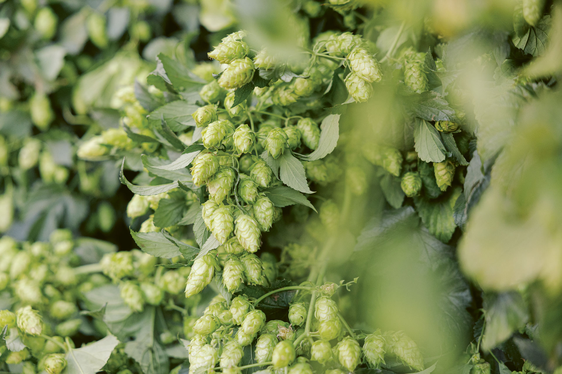 A closeup of fresh hop vines, bunches and cones