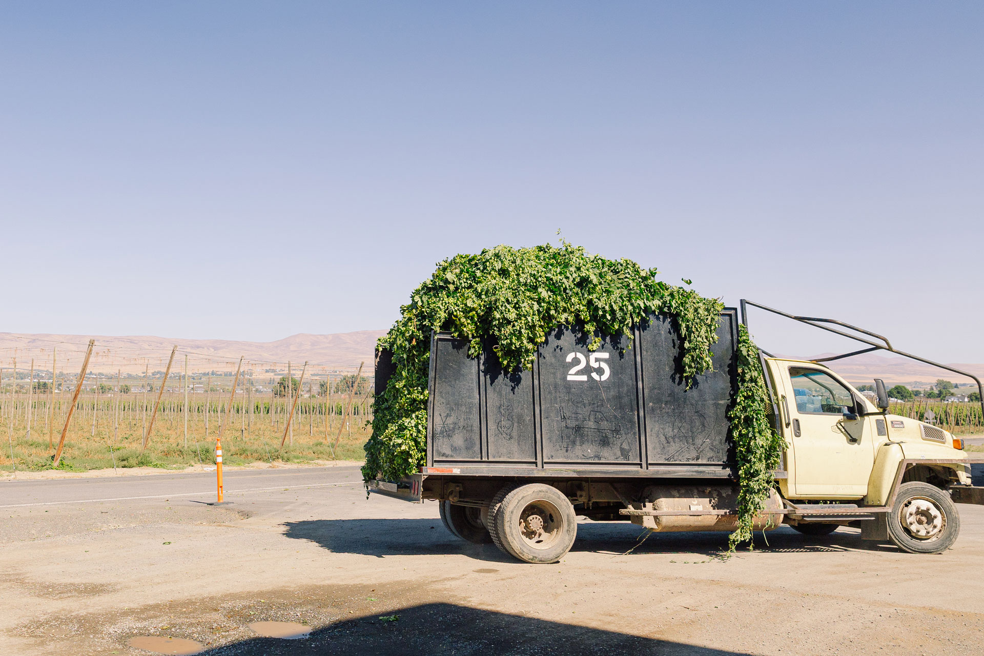 A truck overflowing with freshly harvested hops in the foreground, with more hop fields pictured in the background