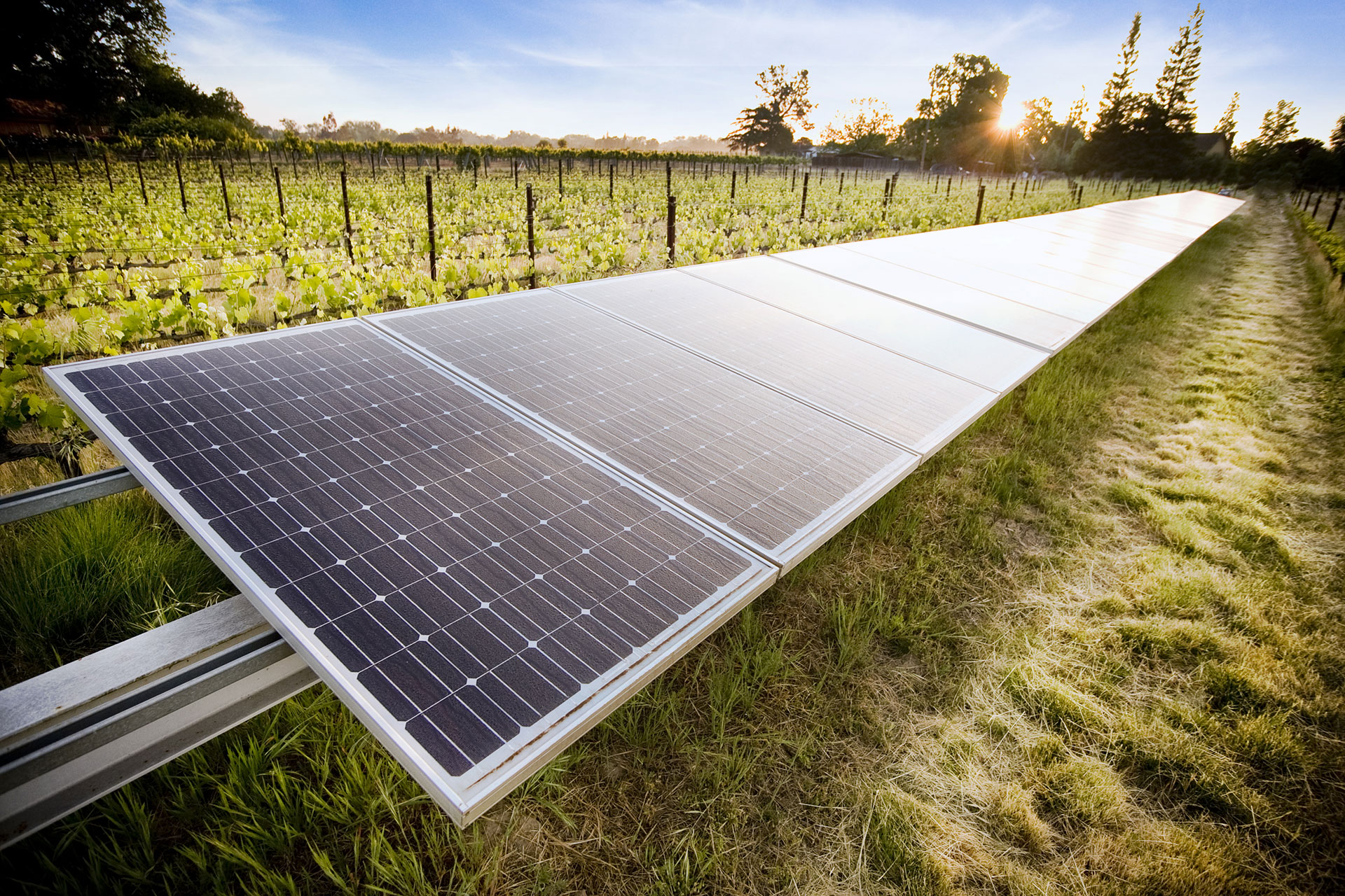 Solar Panels in the foreground with a vineyard in the background at Bokisch Ranches in Lodi, California